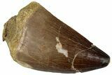 Fossil Mosasaur (Prognathodon) Tooth - Morocco #261884-1